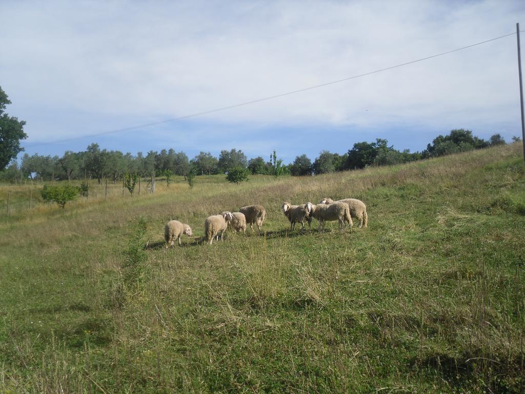 Agriturismo Fattoria Poggio Boalaio Villa Orvieto Eksteriør bilde