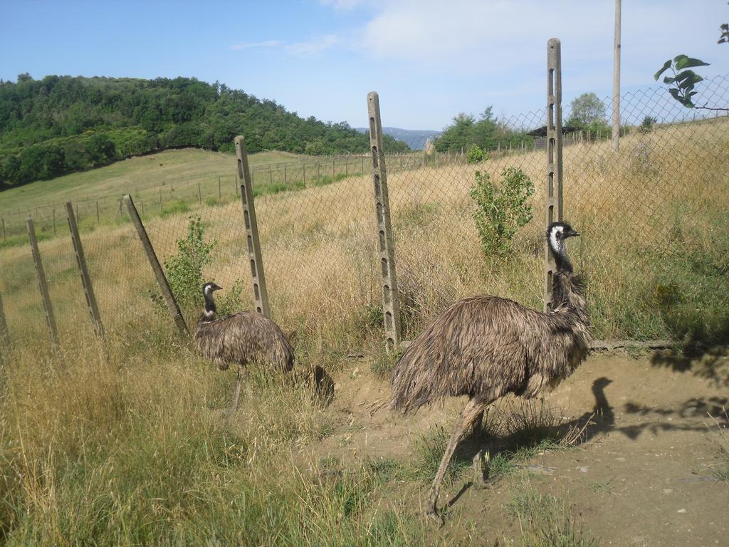 Agriturismo Fattoria Poggio Boalaio Villa Orvieto Eksteriør bilde