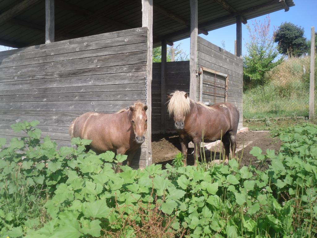 Agriturismo Fattoria Poggio Boalaio Orvieto Eksteriør bilde