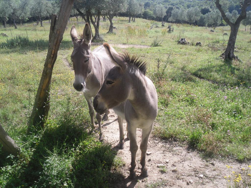 Agriturismo Fattoria Poggio Boalaio Villa Orvieto Eksteriør bilde