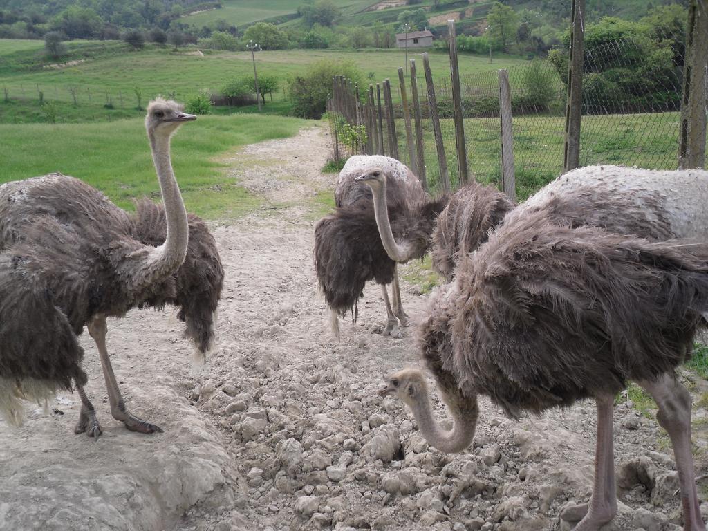 Agriturismo Fattoria Poggio Boalaio Villa Orvieto Eksteriør bilde